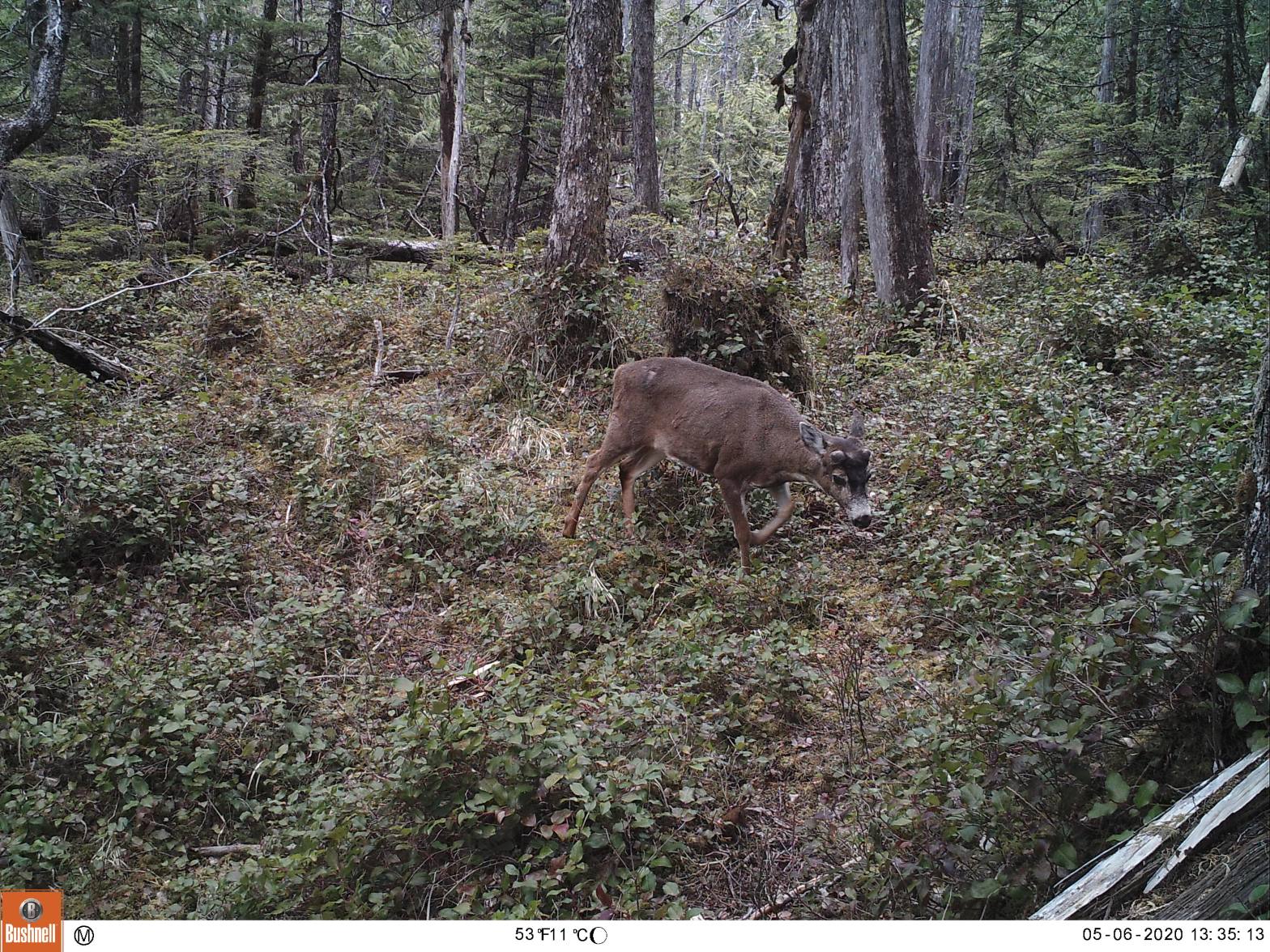 Buck starting to grow new antlers
