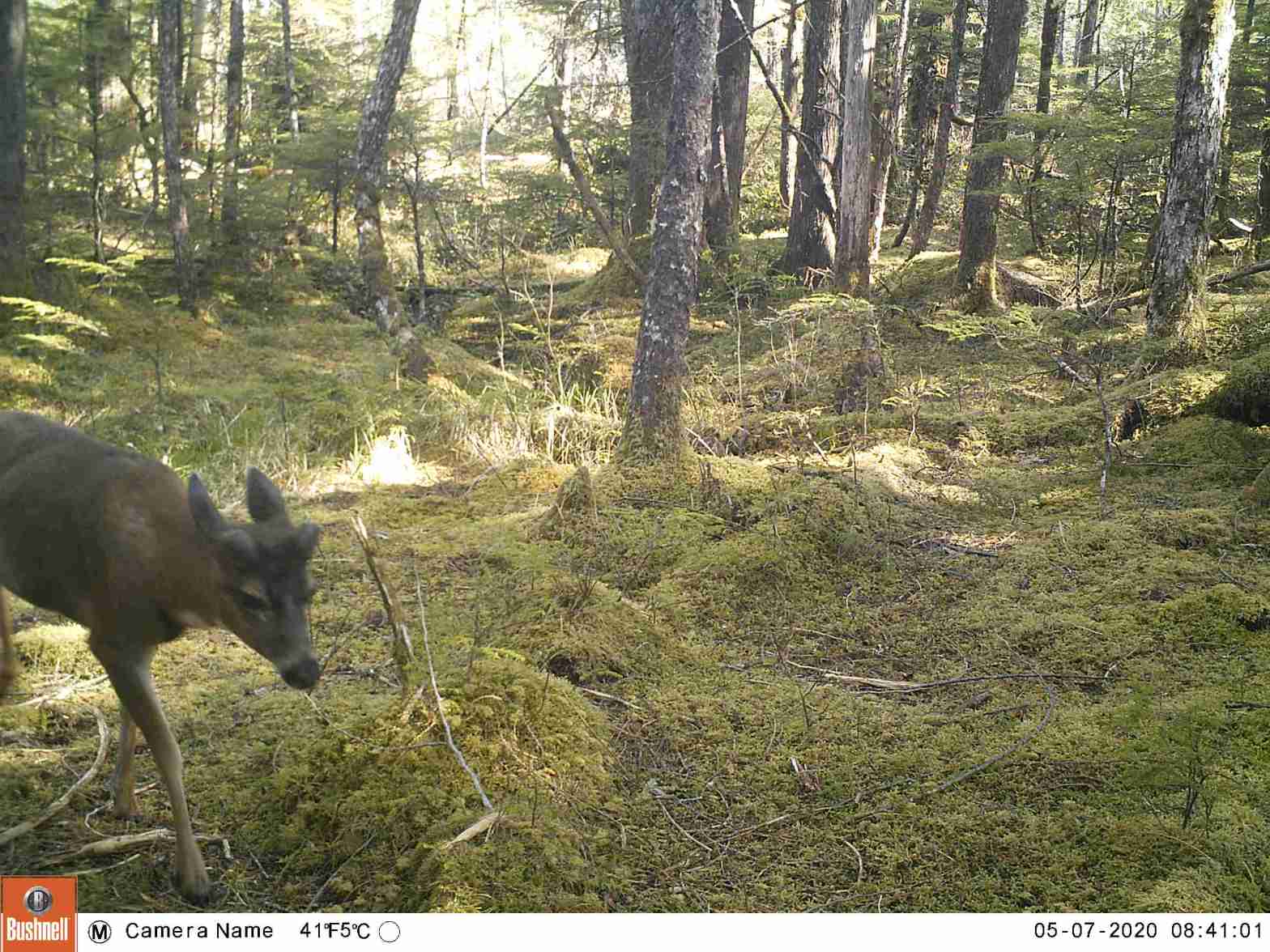 Buck growing new antlers