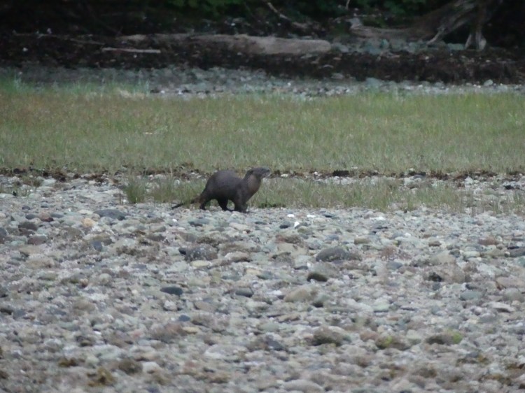 River Otter