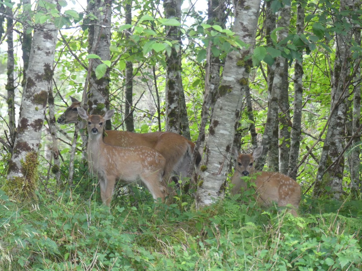 Hiking, Trout Fishing, and Setting Up&nbsp;Trailcams