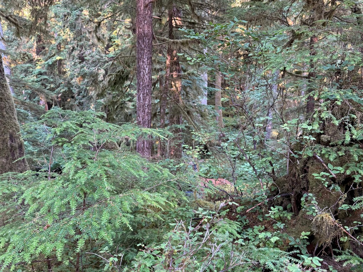 Looking for Deer August 1-2,&nbsp;2025